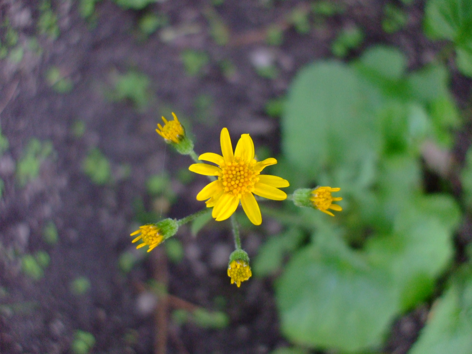 Senecio aureus
